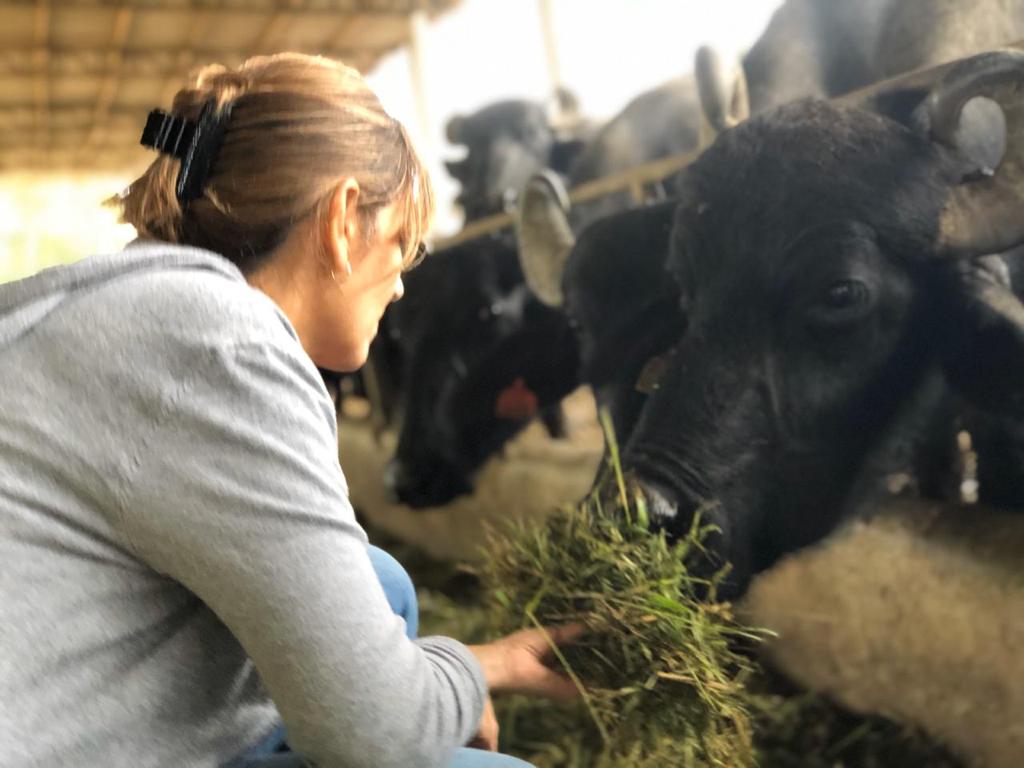 Denise Nakid, parceria Laticínio Levitare e Unidade de Bubalinocultura Instituto de Zootecnia em Registro