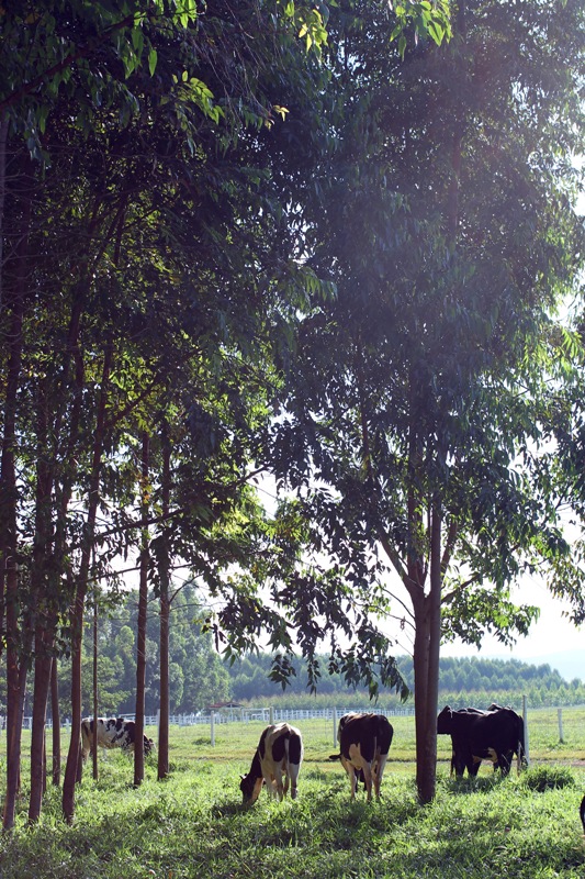 Sistemas Integrados - pecuria e floresta