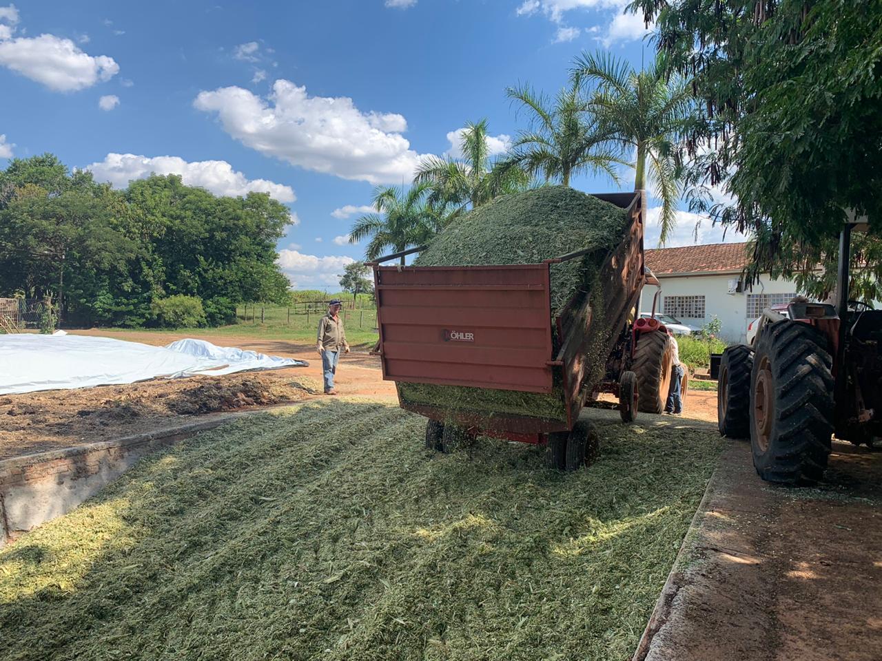 covid: /IZ-silagem-gado-de-leite-mar2020-1.jpg