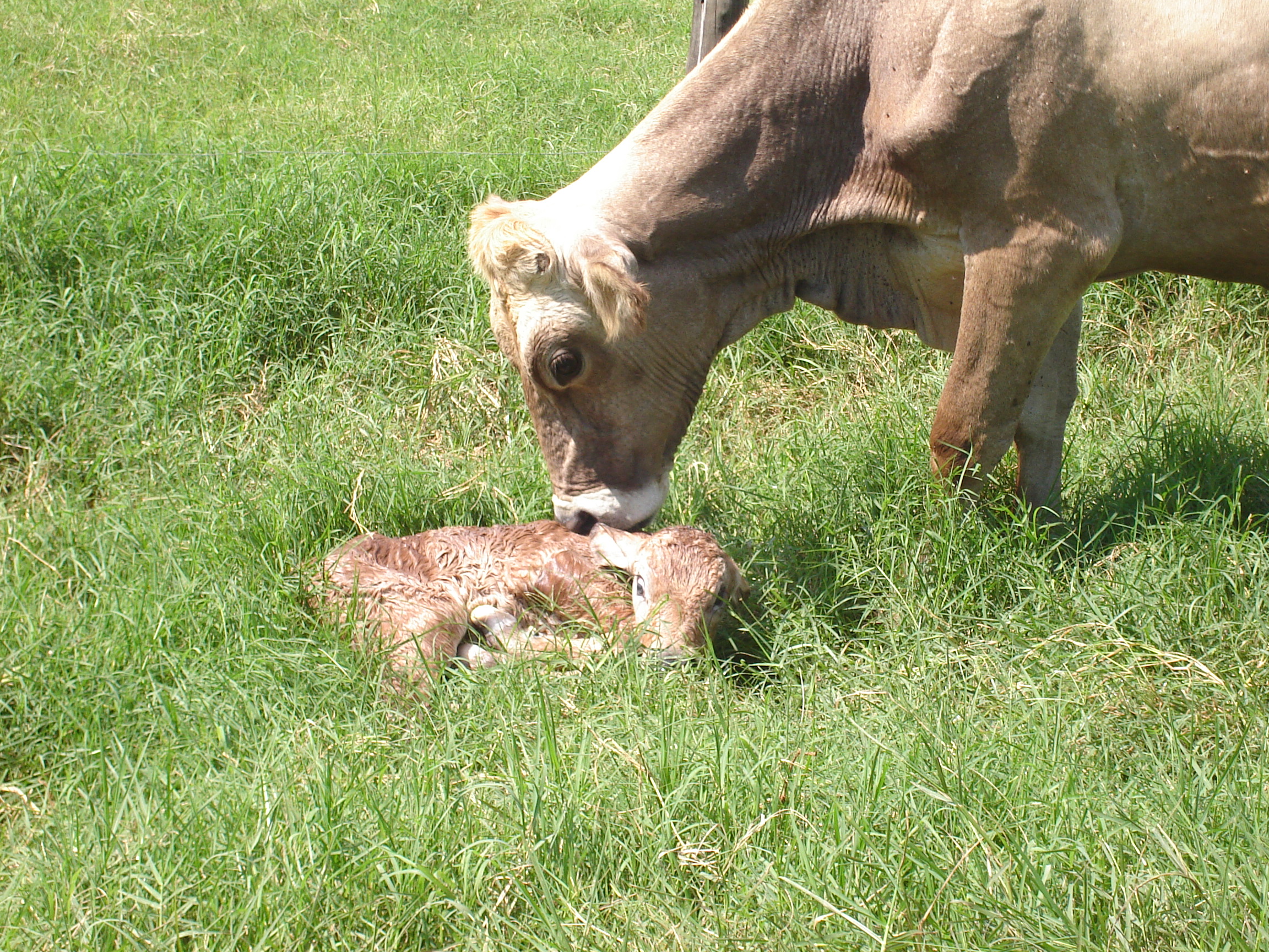 Pesquisas do IZ mostram as vantagens da dinmica de sistemas aplicada ao comportamento de Bovinos