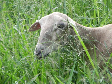 Ovino IZ e Capim Aruana | by Lisley Silvrio