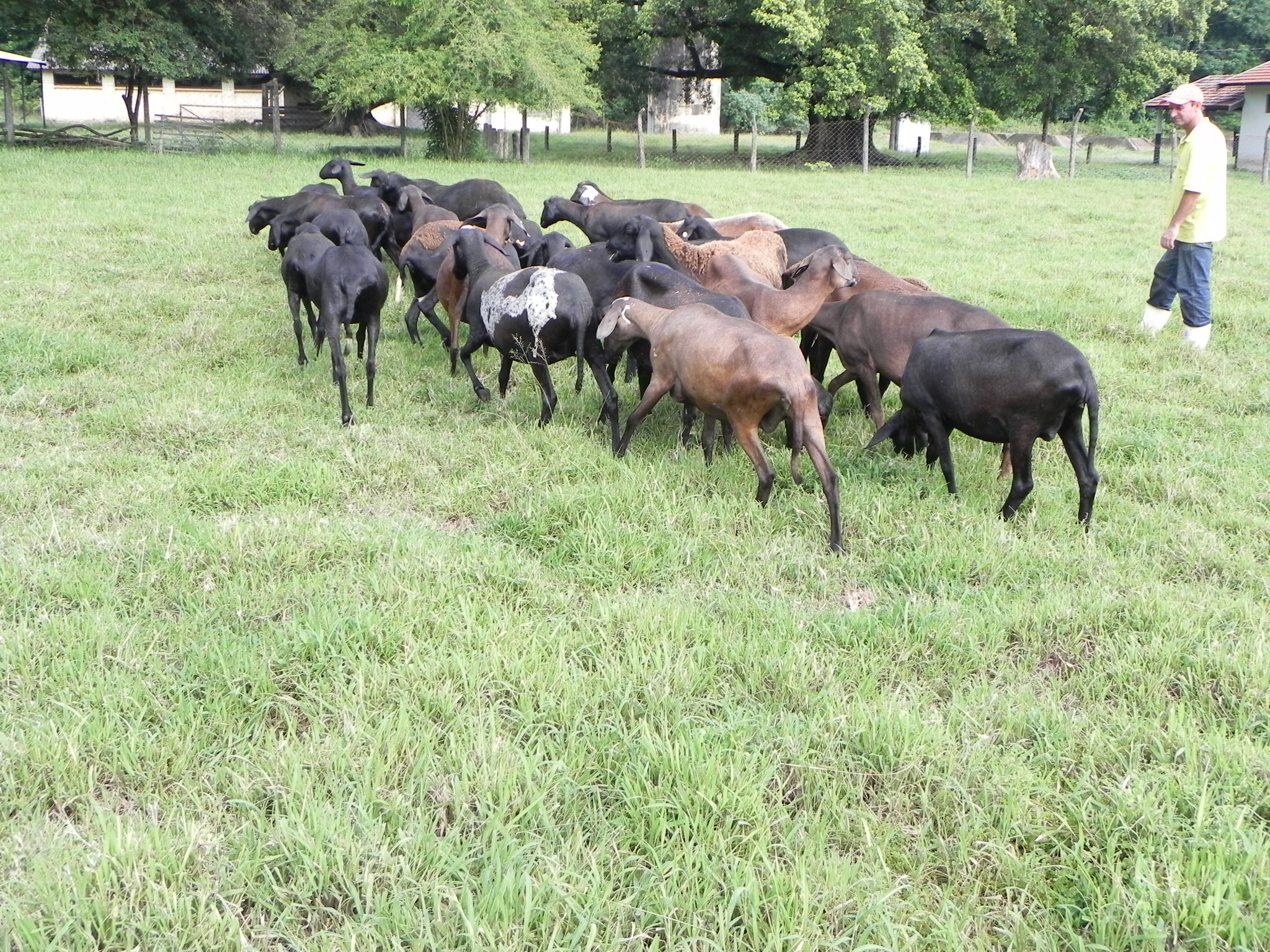 Consumido em datas comemorativas, produto tem tecnologias desenvolvidas pelo Instituto