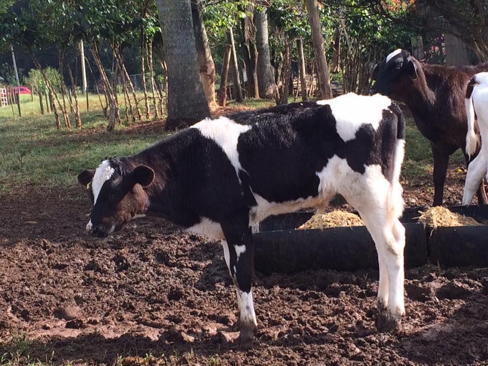 Bezerro IZ - Leite A2