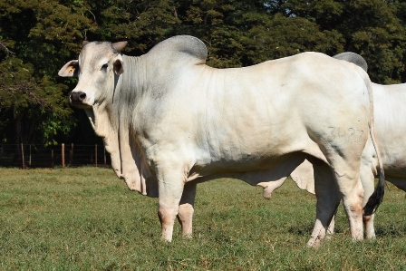 Tourinhos Nelore com melhor eficincia alimentar so classificados pelo IZ