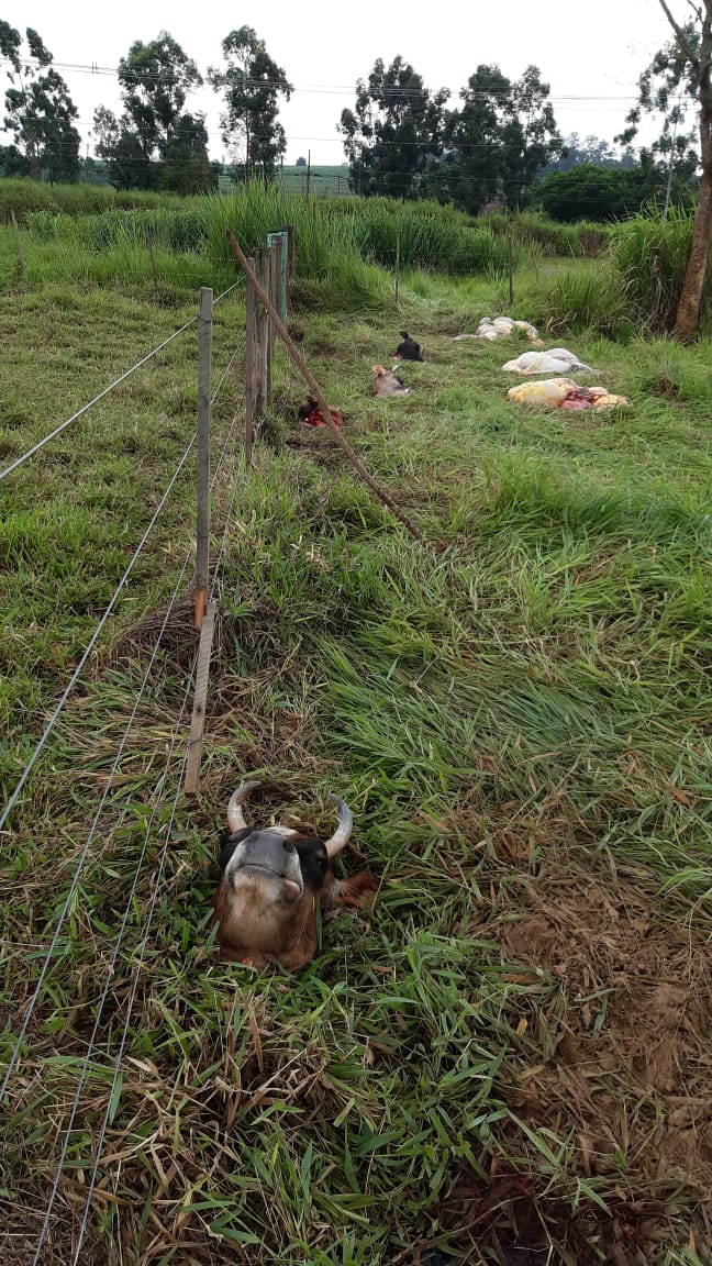 vsceras das vacas mortas no iz, no campo de pesquisa